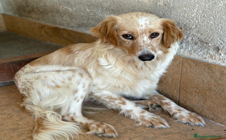 Meticcio cani a Città Metropolitana di Venezia - Annuncio 16