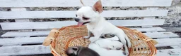Chihuahua cani in vendita: Chihuahua toy - Annuncio 9