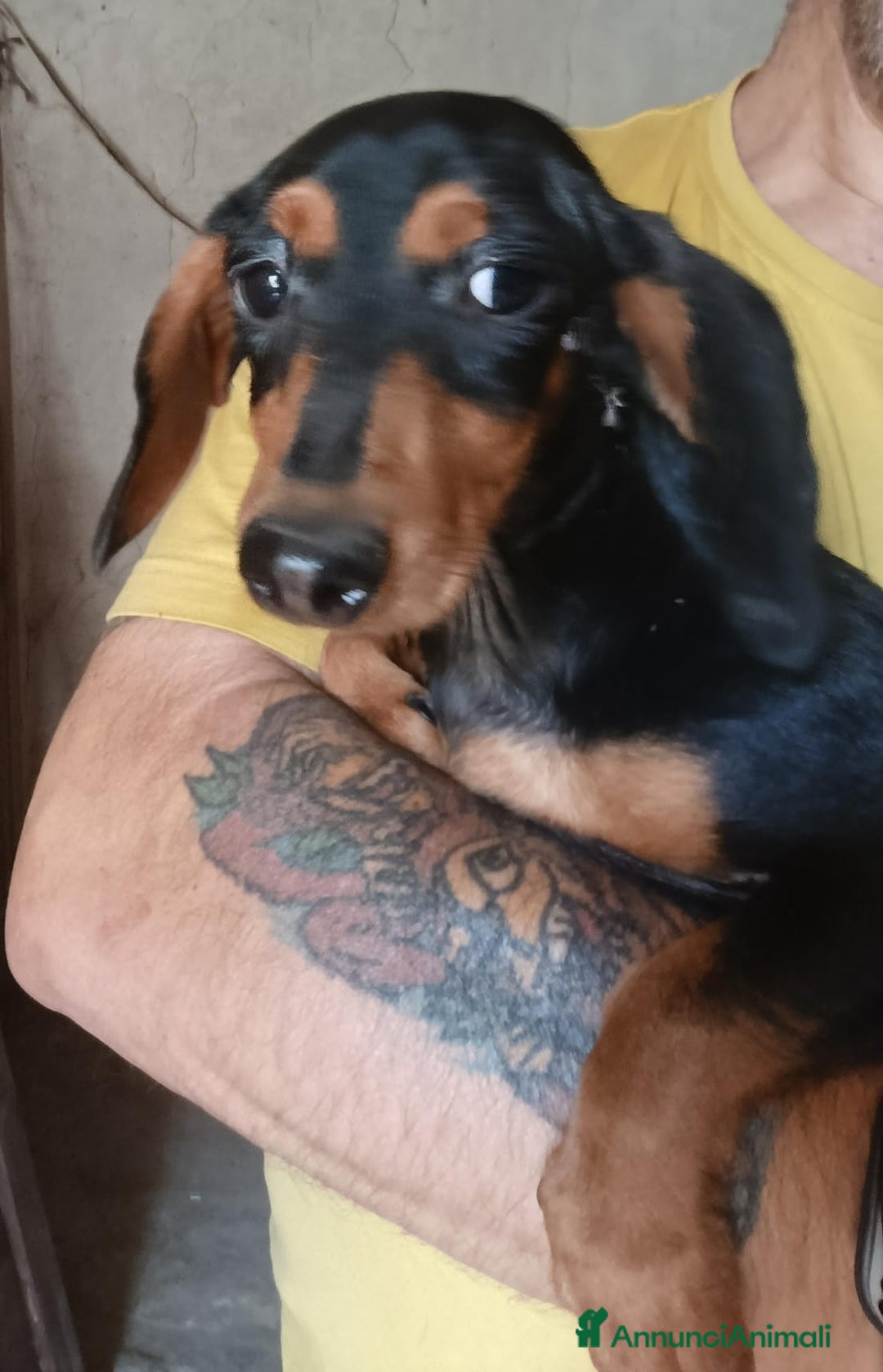 Bassotto cani in vendita: Bassotto Kaninchen a Provincia di Pavia - Immagine 9