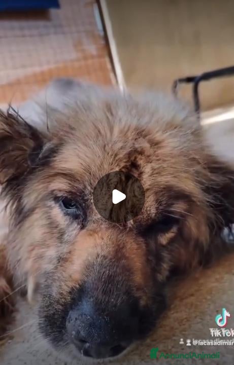Meticcio cani in regalo: Eolo 9 anni - Annuncio 3
