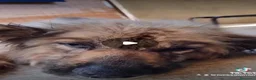 Meticcio cani in regalo: Eolo 9 anni - Annuncio 1