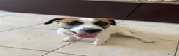 Jack Russell cani in vendita: SPLENDIDO MASCHIO JACK RUSSELL TERRIER VENDESI a Provincia di Campobasso - Annuncio 4