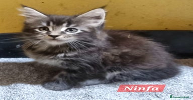 Maine Coon gatti a Città Metropolitana di Milano - Annuncio 4