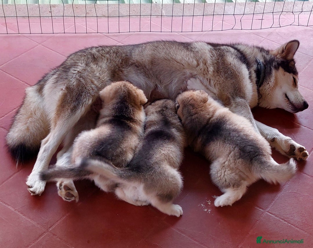 Alaskan Malamute cani in vendita: ALASKAN MALAMUTE ALTA GENEALOGIA - Annuncio 7