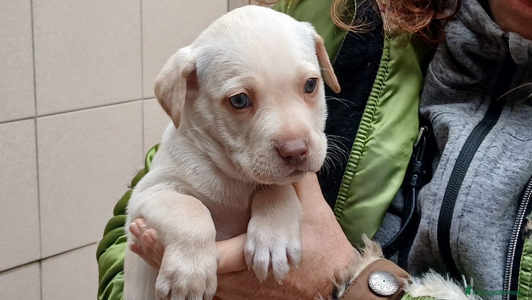 Meticcio cani in regalo: SIMBA INC. LABRADOR HA BISOGNO DI TE, IN ADOZIONE - Annuncio 4