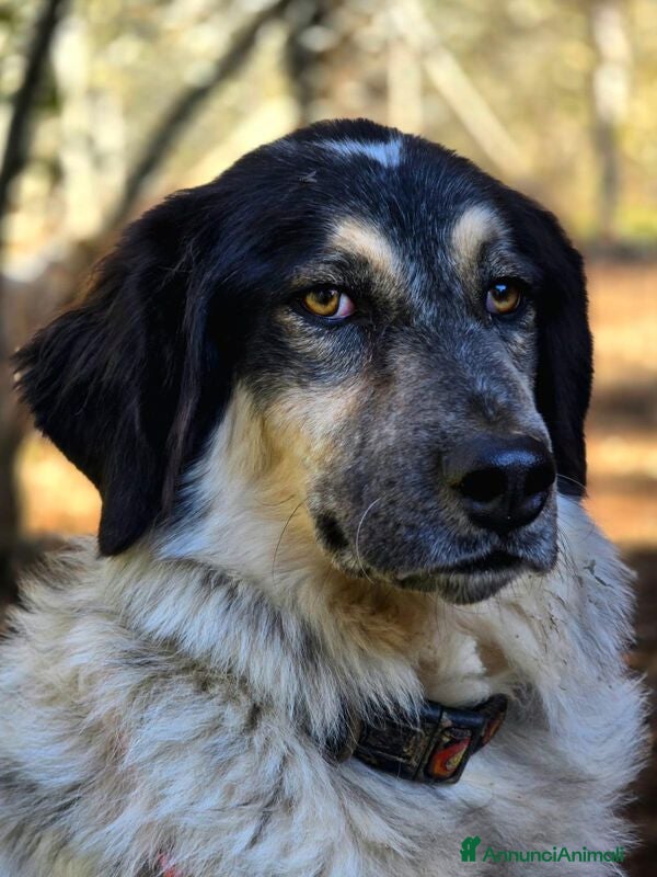 Meticcio cani IL BEL MARZIO HA BISOGNO DI TE, IN ADOZIONE - Annuncio 16