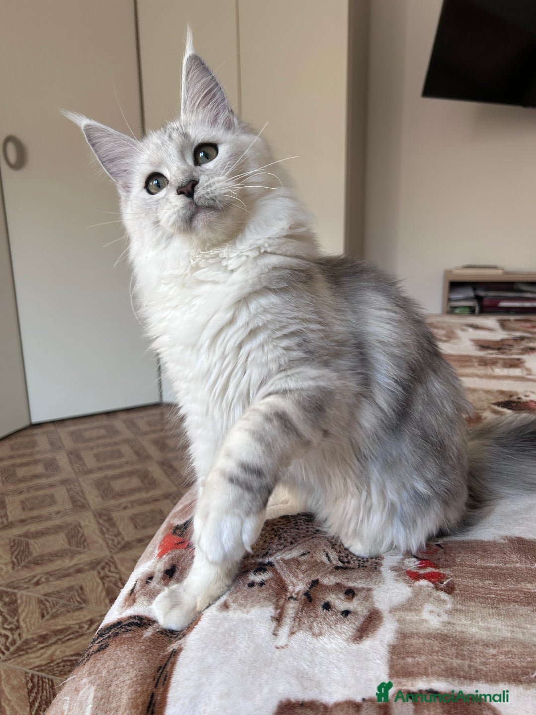 Maine Coon gatti in vendita: Femmina Maine Coon shaded - Annuncio 9