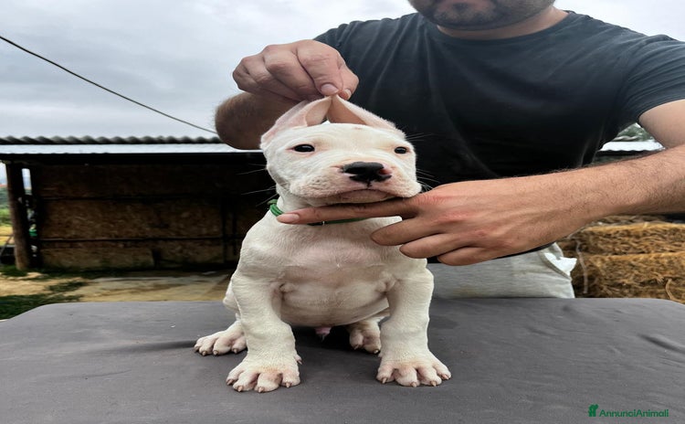 Dogo Argentino cani a Provincia di Chieti - Annuncio 1