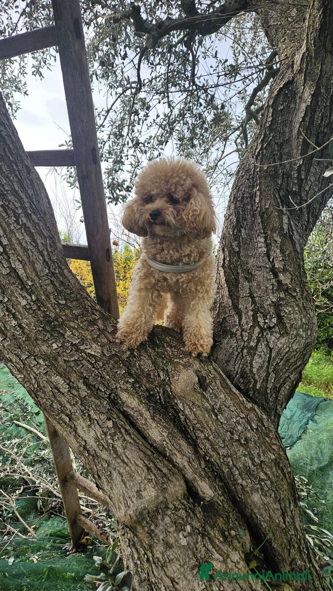 Barboncino Toy cani per accoppiamento: barboncino toy maschio cerca compagna a Provincia di Taranto - Annuncio 1