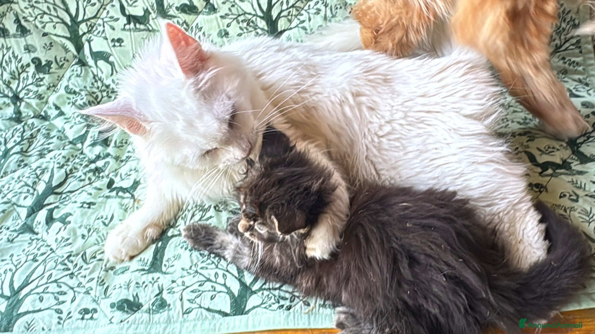 Maine Coon gatti in vendita: Cucciolo maine coon castano bellissimo  - Annuncio 11