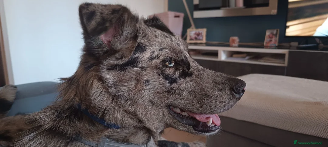 Meticcio cani in regalo: Kaos cerca casa in regalo a Provincia di Cremona - Annuncio 8