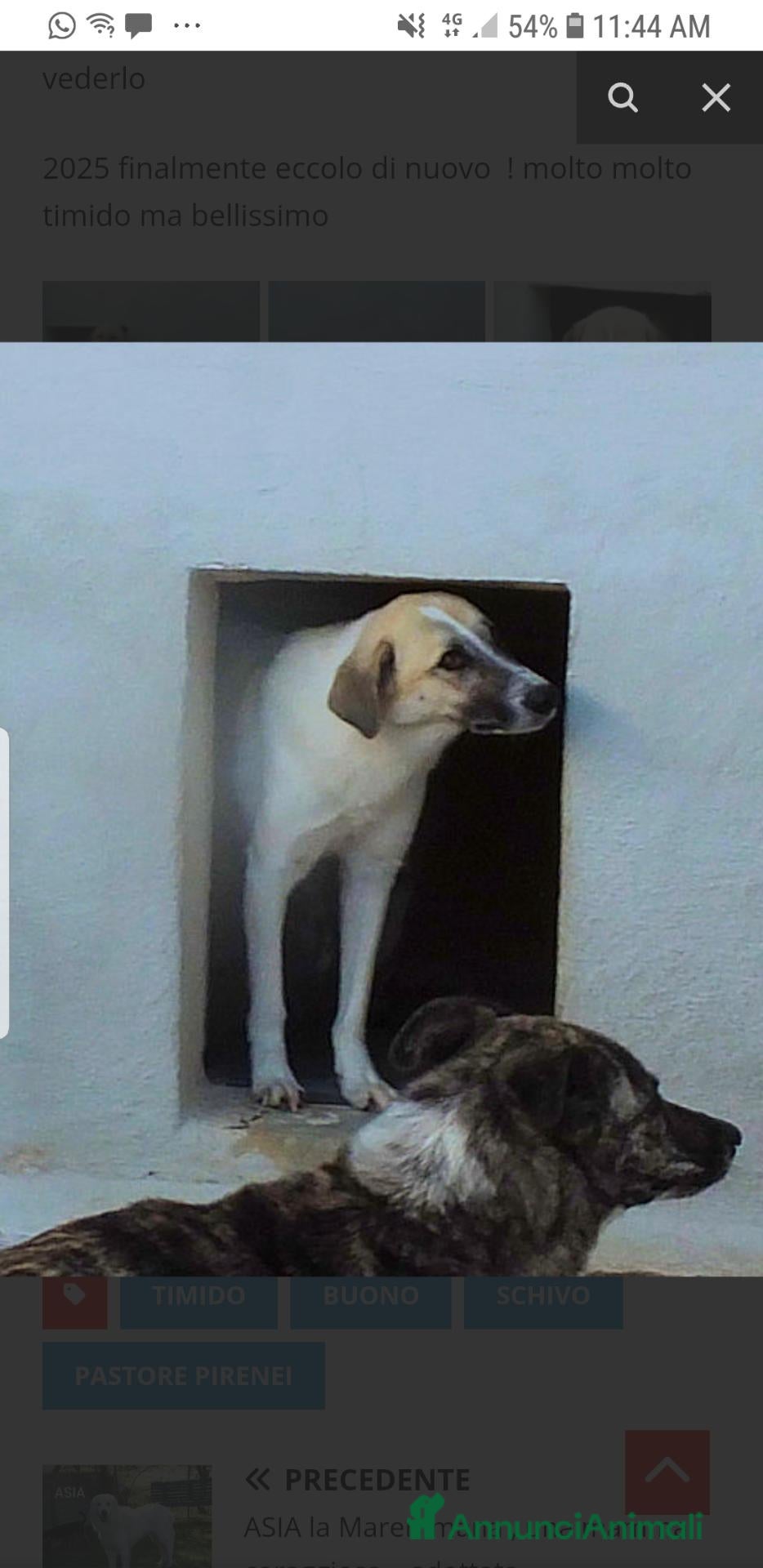Meticcio cani Adozione d'amore - Annuncio 7