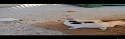 Meticcio cani in regalo: Ciro e Nina  - Annuncio 7