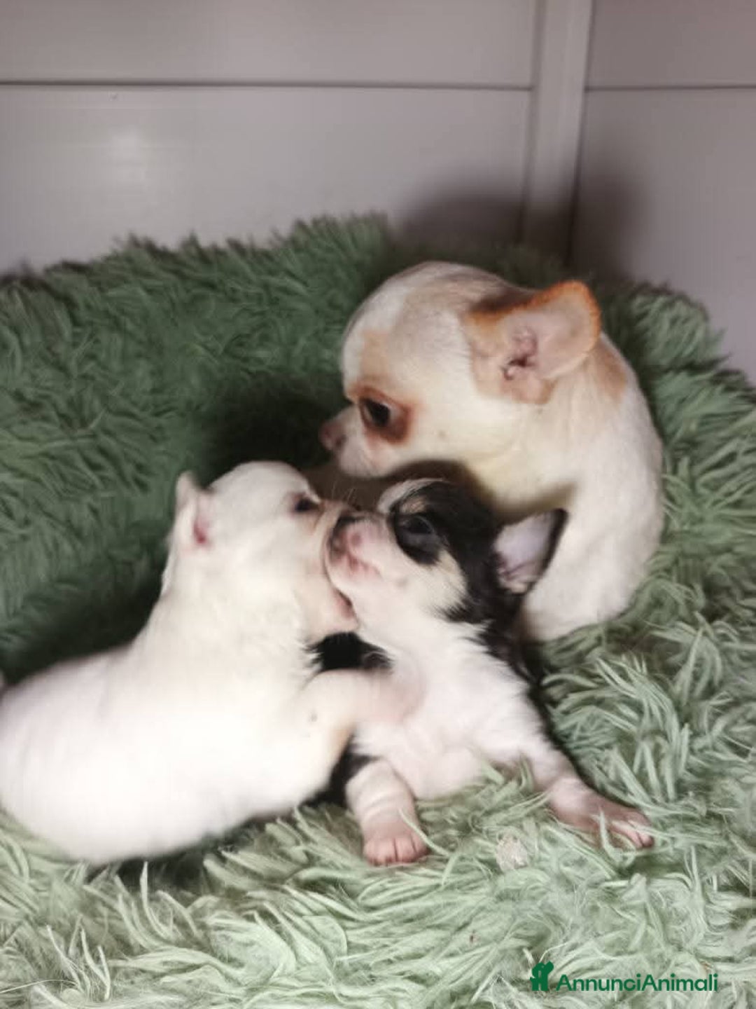 Chihuahua cani in vendita: Due piccoli Chihuahua, nati il 30 settembre 2025 - Annuncio 3