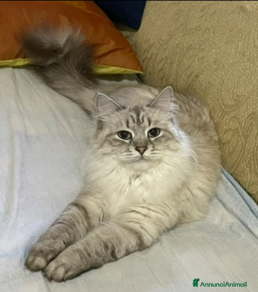 Siberiano gatti Gatta siberiana  - Annuncio 9