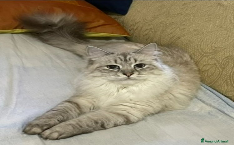 Siberiano gatti Gatta siberiana  - Annuncio 1