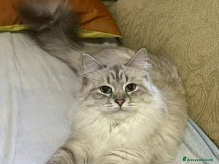 Siberiano gatti Gatta siberiana - Annuncio 12