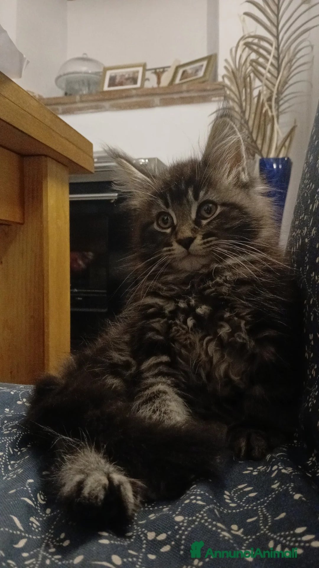 Maine Coon gatti in vendita: Ultima Mainecoon disponibile - Immagine 2