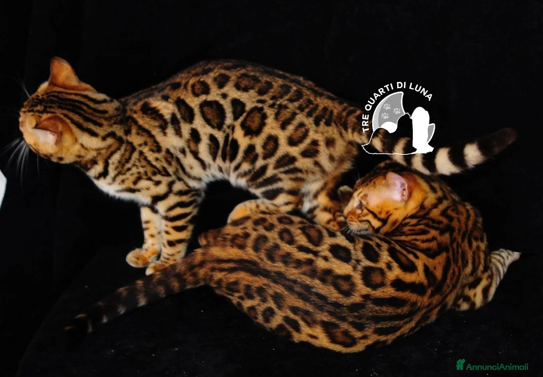 Bengala gatti in vendita: Bengala da Sogno – Cuccioli Selezionati  - Annuncio 1