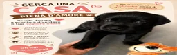 Labrador cani in vendita: Splendidi  - Annuncio 8