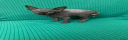 Sphynx gatti in vendita: Disponibili  Sphynx con pedigree in Liguria - Annuncio 6