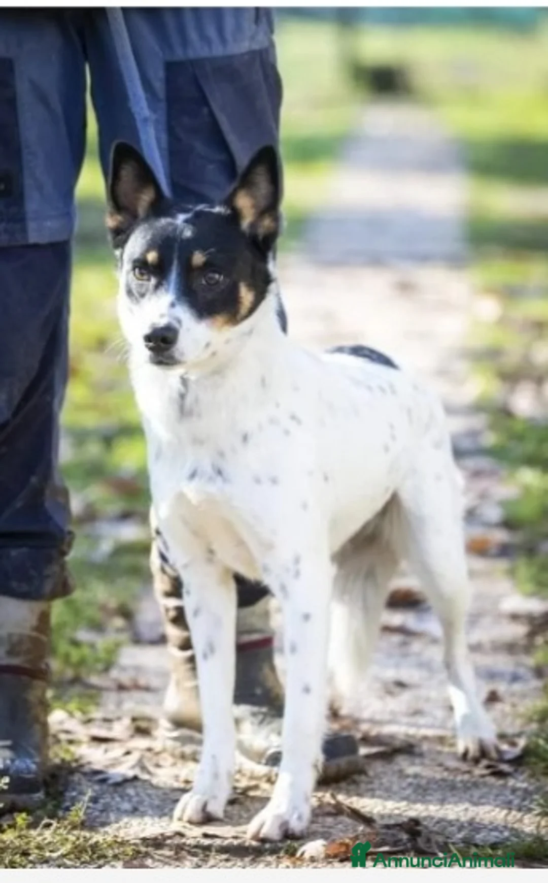 Meticcio cani in regalo: 3anni femmina la reclusione l'ha resa paurosa.VAR a Città metropolitana di Milano - Annuncio 4
