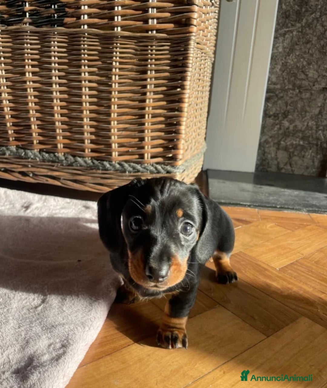 Bassotto cani in vendita: bassotti nani - Annuncio 2