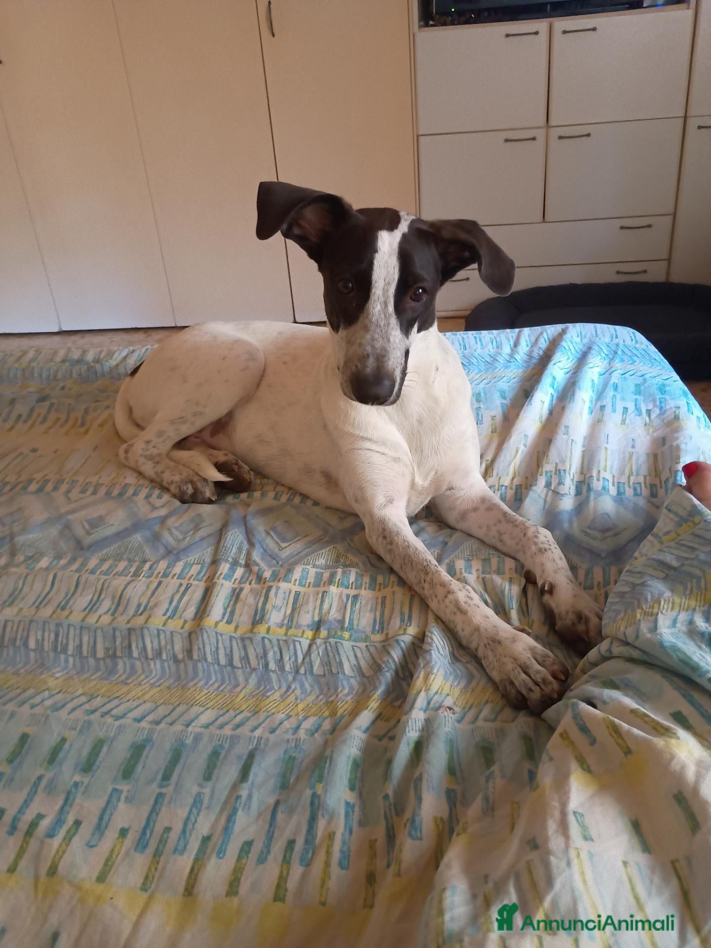 Meticcio cani Cagnolina meticcia  - Annuncio 1