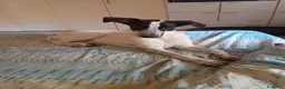 Meticcio cani in regalo: Cagnolina meticcia  a Città metropolitana di Roma Capitale - Annuncio 1