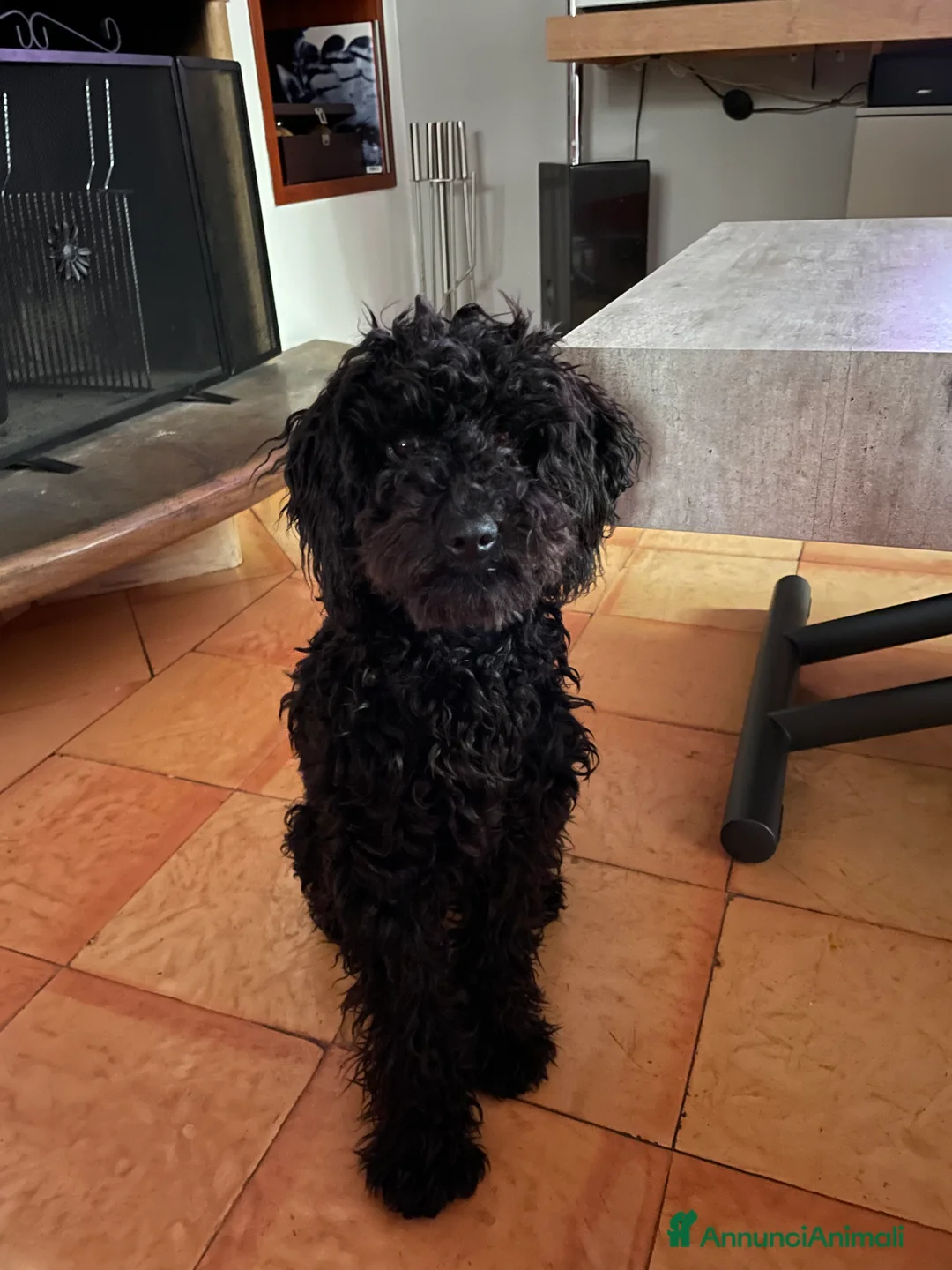 Barbone cani per accoppiamento: Barbone nano per accoppiamento  - Annuncio 4