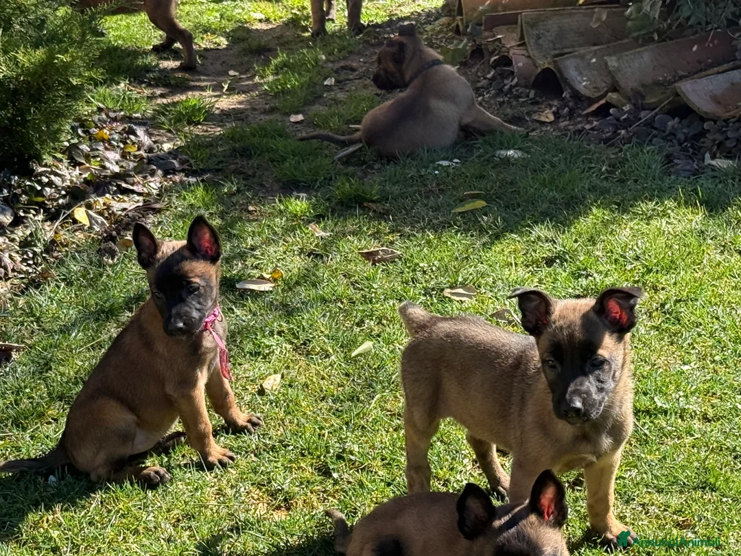 Pastore Belga cani in vendita: Pastore Belga Malinois a Provincia dell'Aquila - Annuncio 9