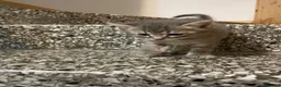 Meticcio gatti in vendita: Gattino grigio  - Annuncio 7