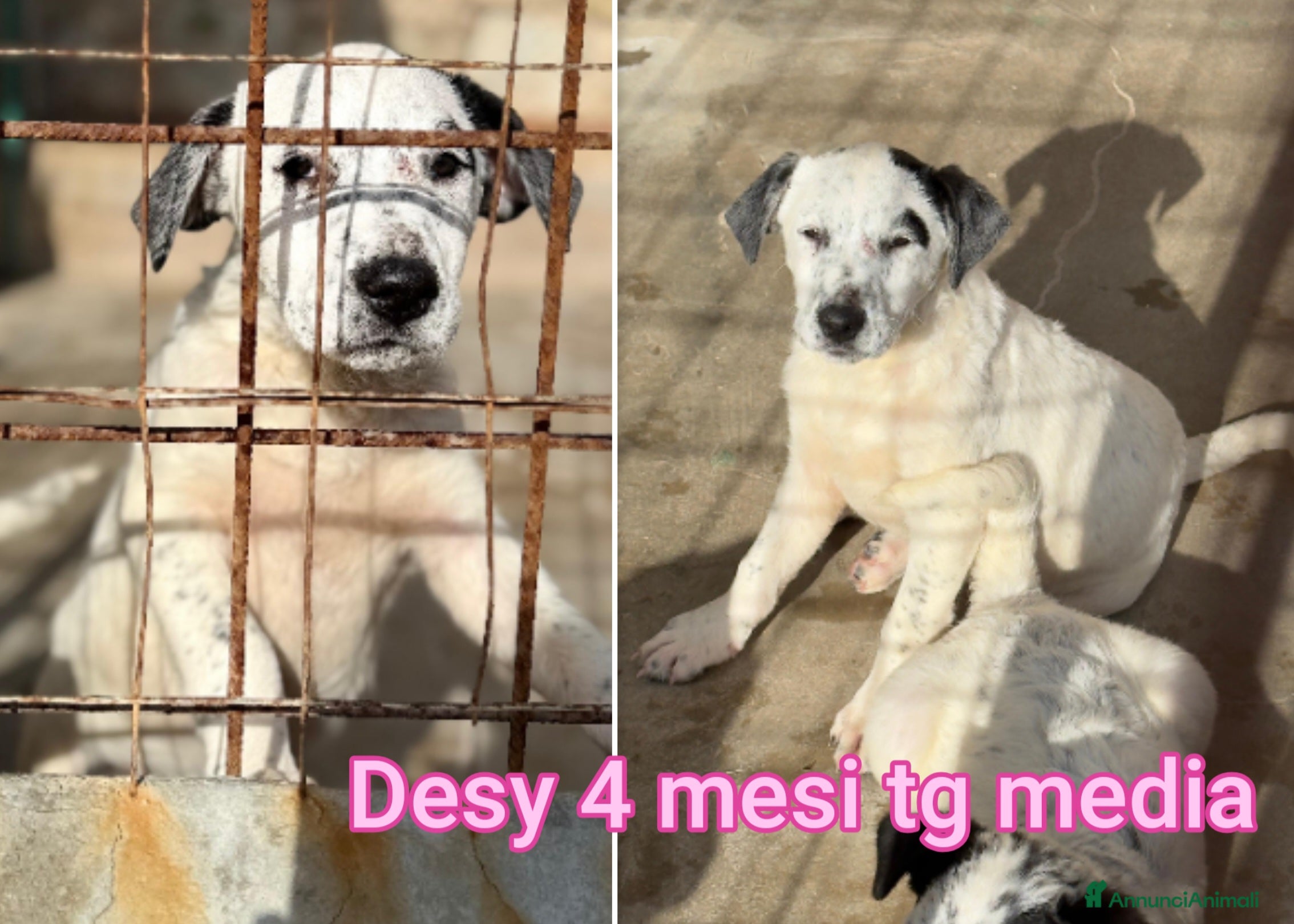 Meticcio cani CUCCIOLI, URGENTE: TEMPO SCADUTO  - Annuncio 2