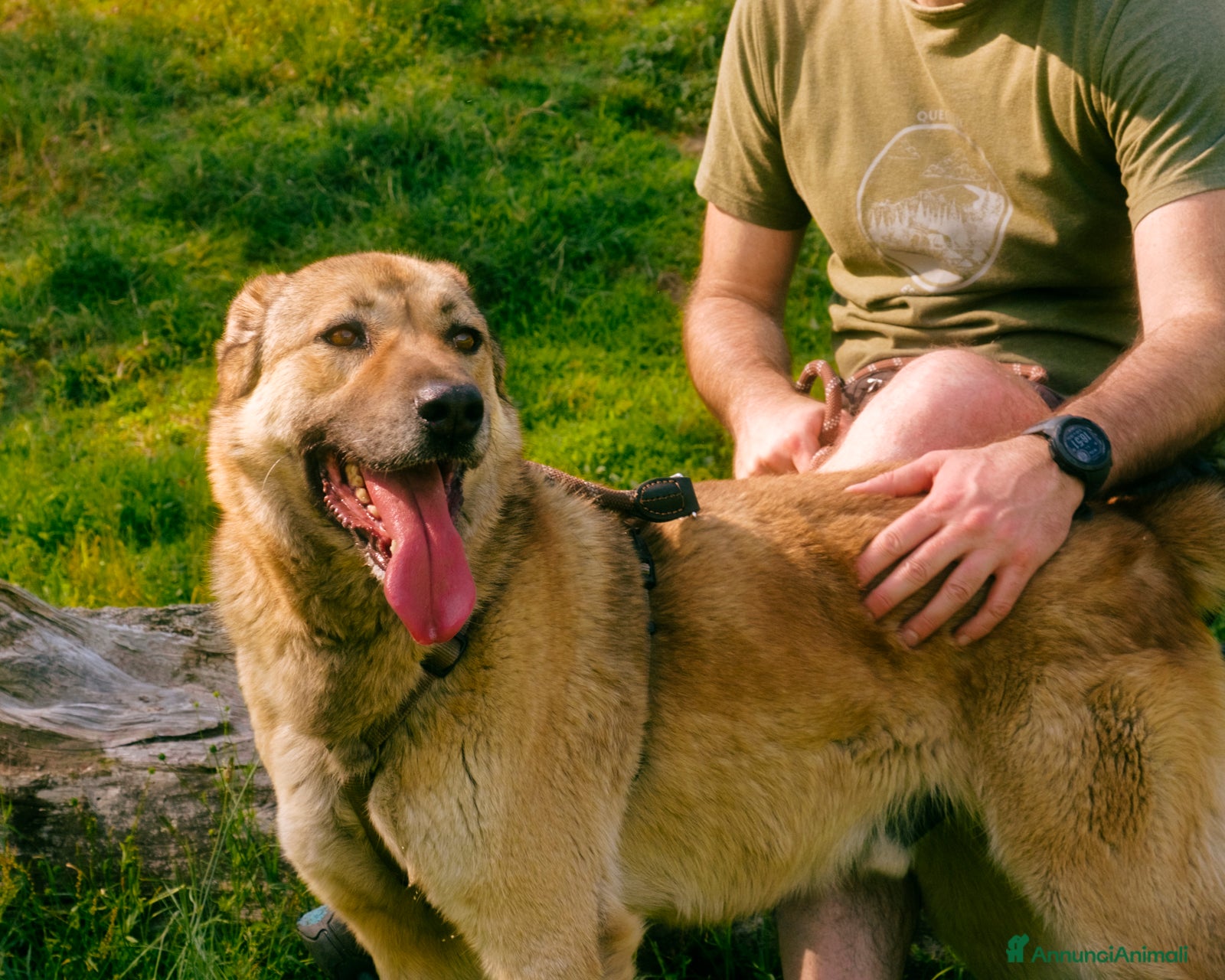 Meticcio cani in regalo: Whisky, un tenerissimo meticcio  - Annuncio 2