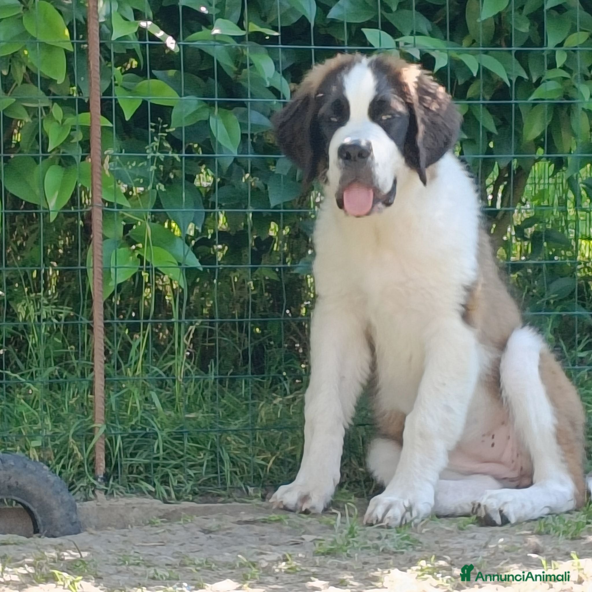 San Bernardo cani Cucciolone di san Bernardo  - Annuncio 2