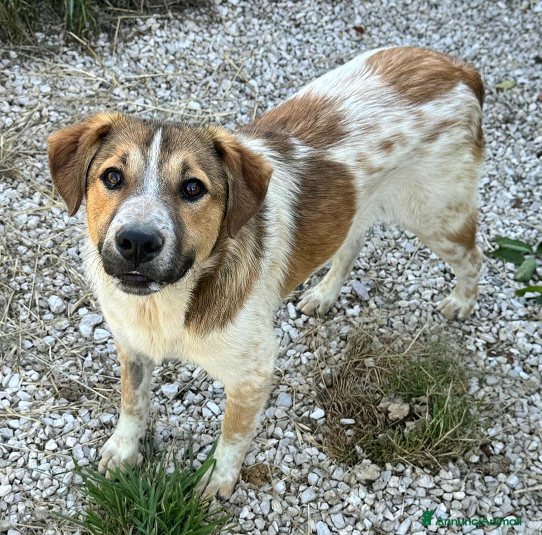 Meticcio cani in regalo: Tristano 8 mesi taglia media  a Provincia di Teramo - Annuncio 2