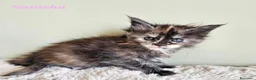 Maine Coon gatti in vendita: Splendidi cuccioli Maine Coon con pedigree - Annuncio 6