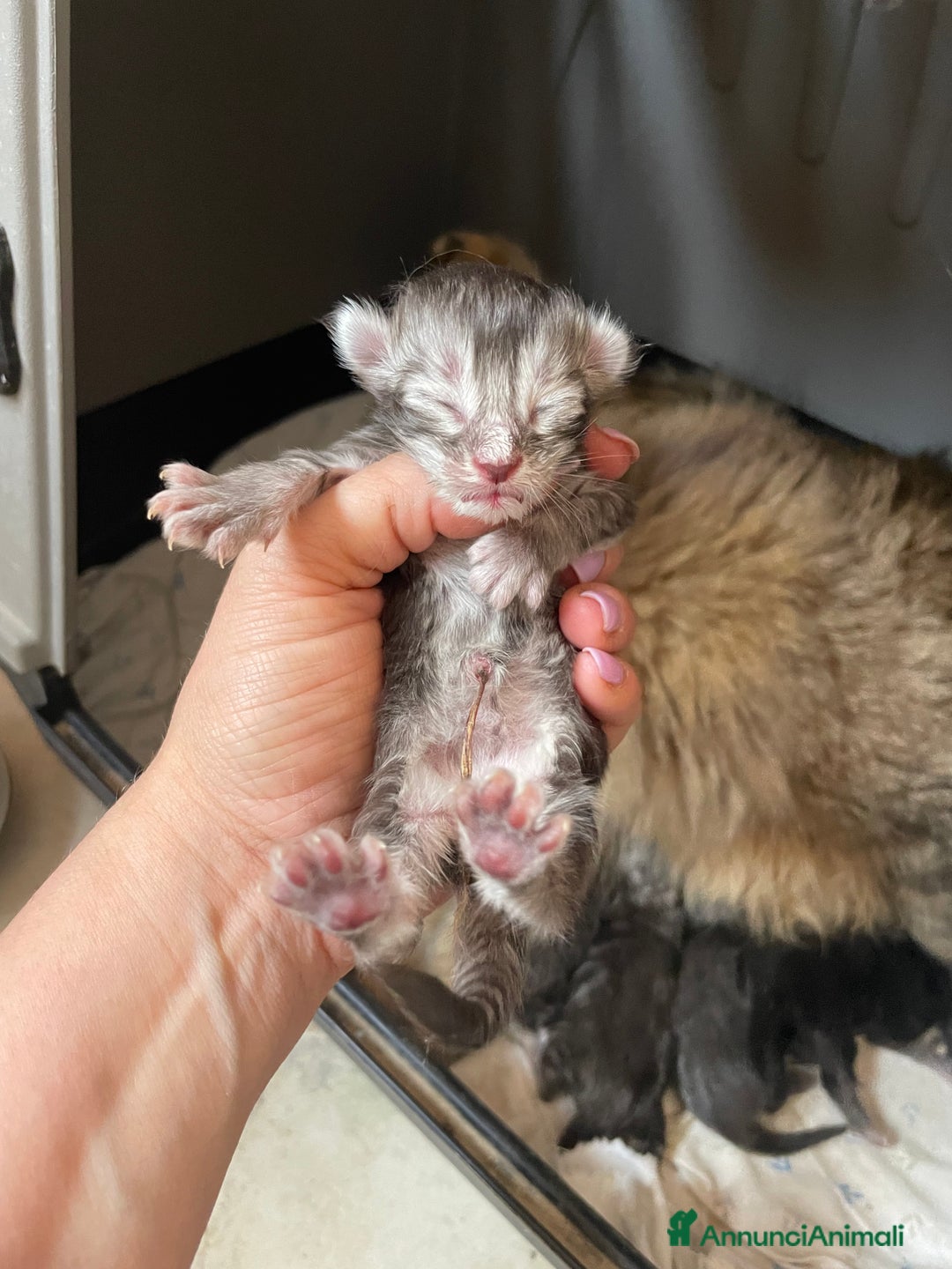 Maine Coon gatti in vendita: Cuccioli Maine coon linea shaded e golden a Provincia di Foggia - Immagine 9