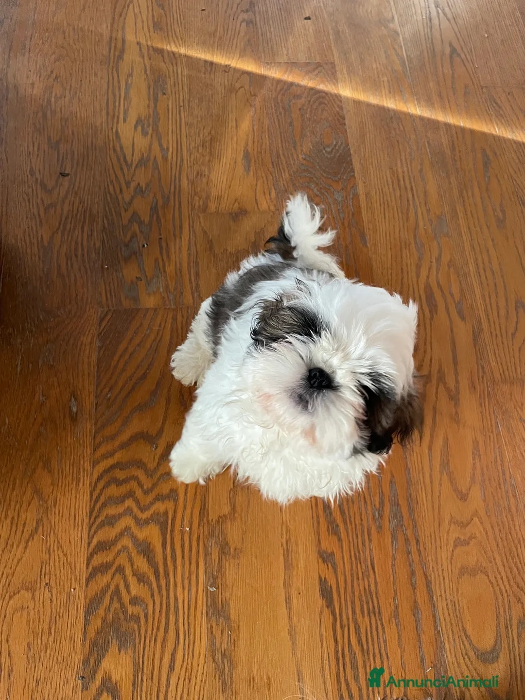 Shih Tzu cani in vendita: Cuccioli di shihtzu  - Annuncio 10