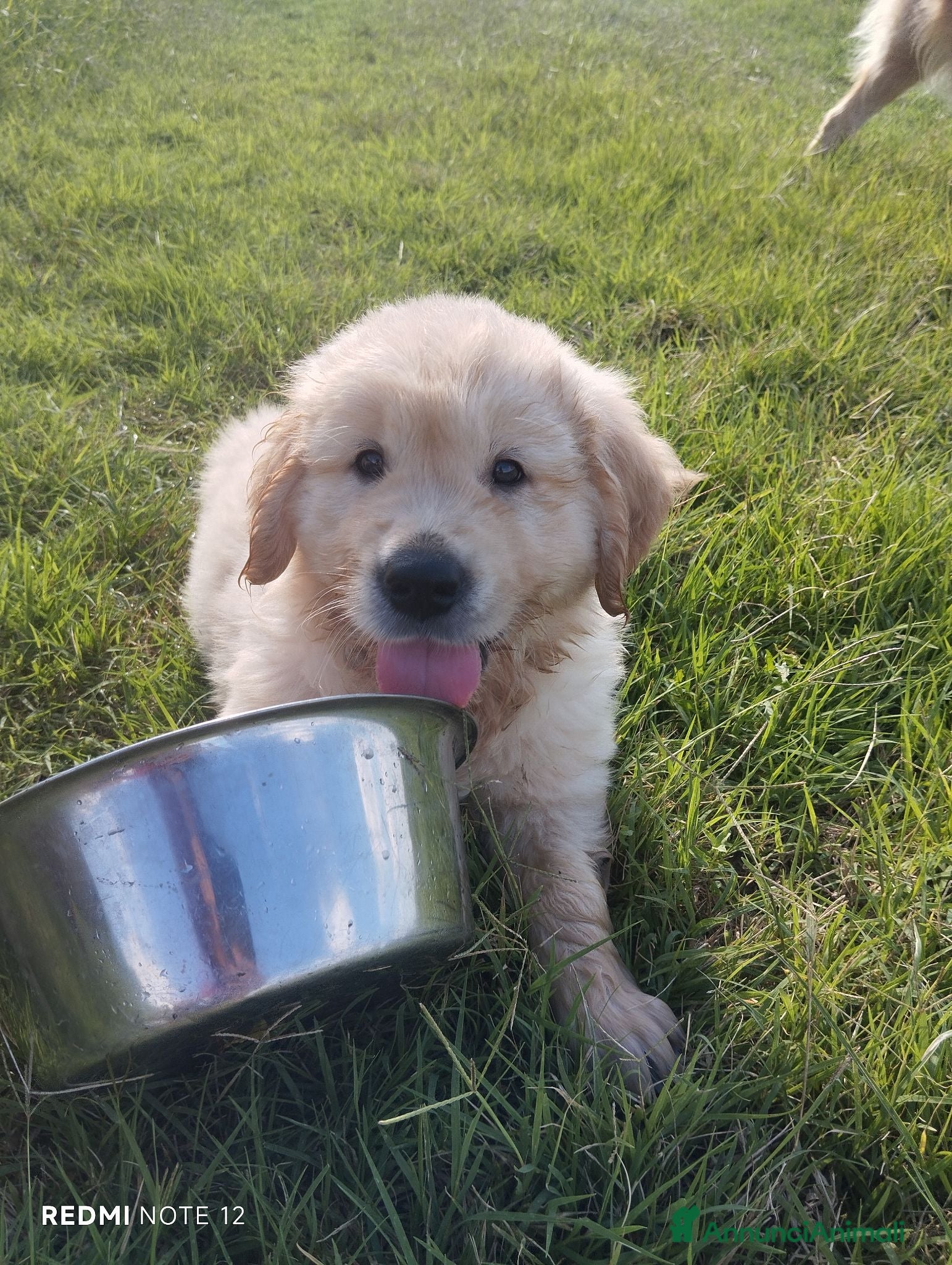 Golden Retriever cani Golden sel. caratterialmente/morfologicamente  - Annuncio 2
