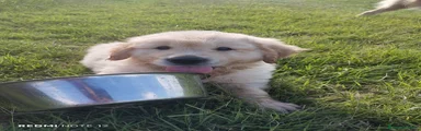 Golden Retriever 1