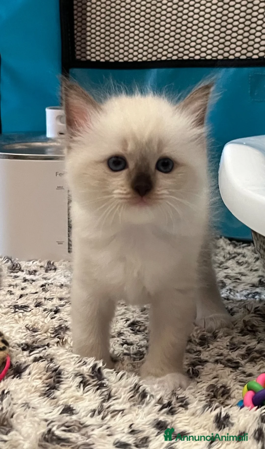 Ragdoll gatti in vendita: Ragdoll con pedigree  - Annuncio 2