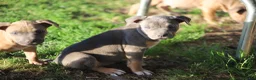 Pitbull cani in vendita: Pit Bull con pedigree anche a rate  - Annuncio 6