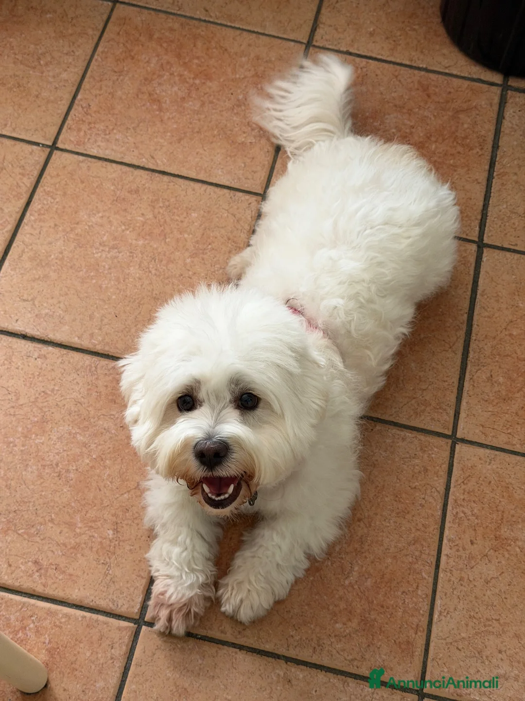 Maltese cani in vendita: Maltese  - Annuncio 4