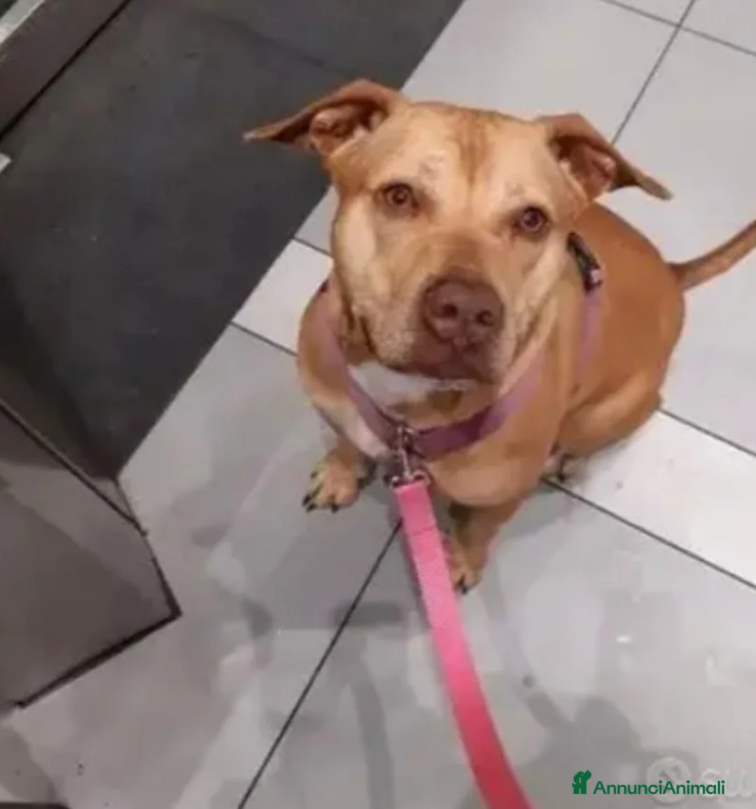 Pitbull cani in regalo: Pitbull adulta salita e tornata a Napoli in canile a Città metropolitana di Milano - Annuncio 3