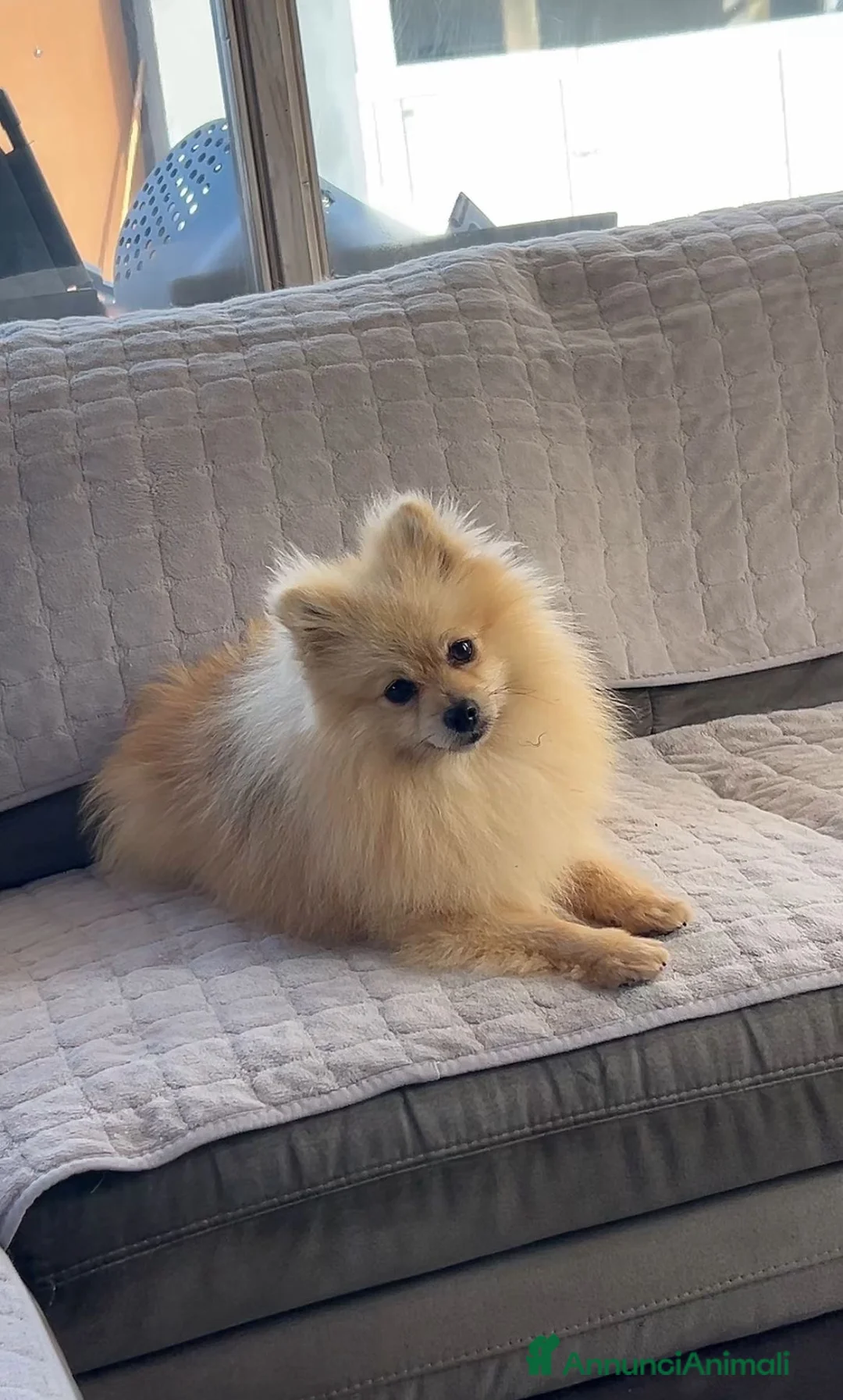 Spitz cani in vendita: Spitz tedesco nano  - Annuncio 4