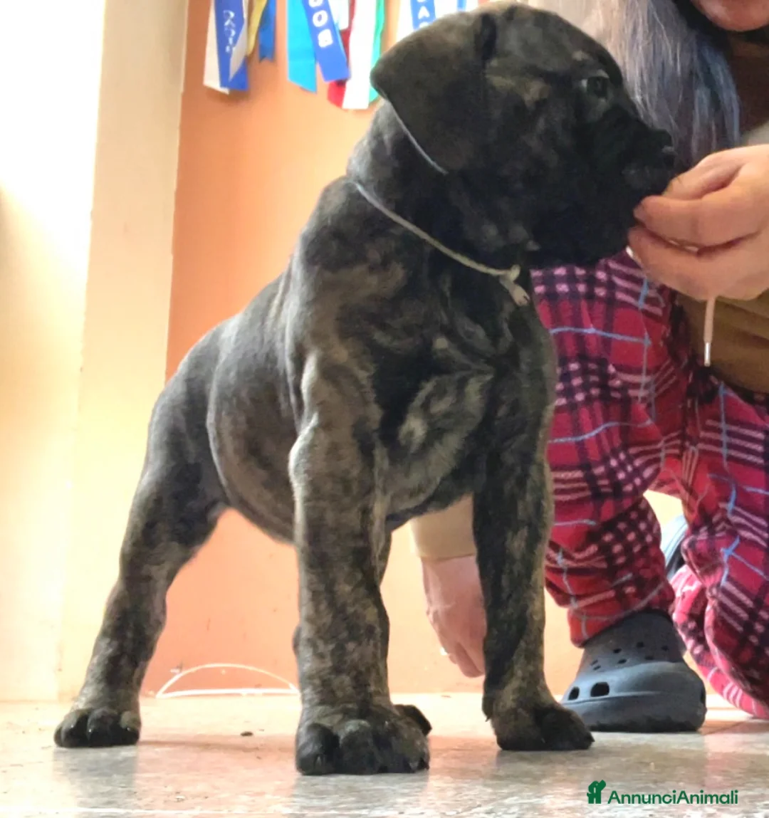 Bullmastiff cani in vendita: CUCCIOLI BULLMASTIFF - Annuncio 28