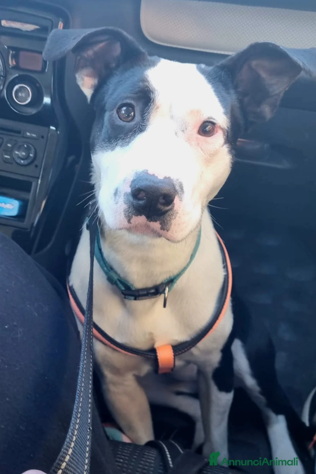 Meticcio cani in regalo: MERAVIGLIOSO CUCCIOLO JACK - Annuncio 4