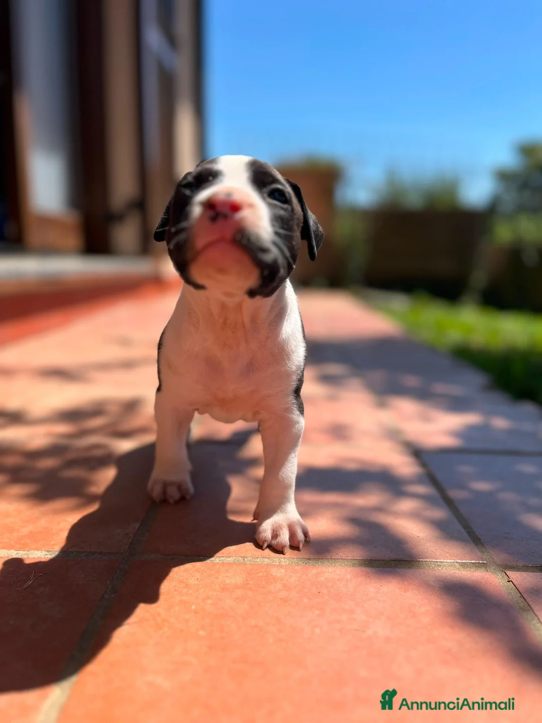 American Staffordshire cani in vendita: American Staffordshire Terrier  a Provincia di Lecco - Annuncio 2