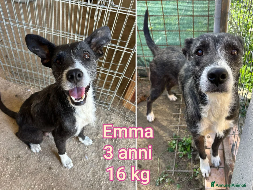 Meticcio cani in regalo: CANI TAGLIA PICCOLA E CONTENUTA  a Provincia di Pistoia - Annuncio 2